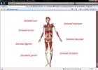 Atestat informatica: Anatomia umana